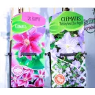 Kerti iszalag válogatás Clematis in cultivars C2