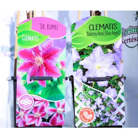 Kerti iszalag válogatás Clematis in cultivars C2