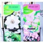 Kerti iszalag válogatás Clematis in cultivars C2