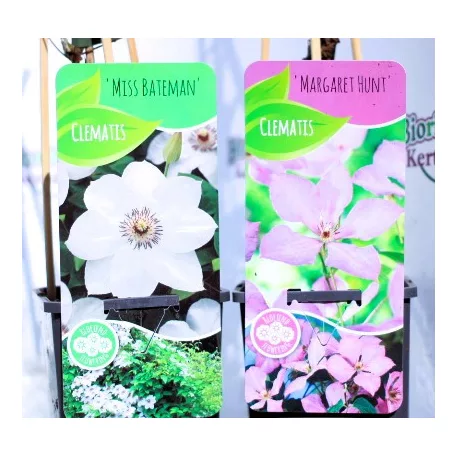 Kerti iszalag válogatás Clematis in cultivars C2