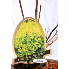 Aranyos cserszömörce Cotinus coggygria Golden Spirit C3,5