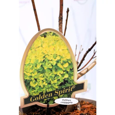 Aranyos cserszömörce Cotinus coggygria Golden Spirit C3,5