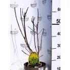 Aranyos cserszömörce Cotinus coggygria Golden Spirit C3,5