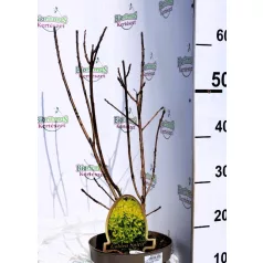 Aranyos cserszömörce Cotinus coggygria Golden Spirit C3,5