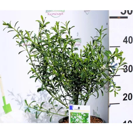 Ausztrál viaszcserje Eriostemon myoporoides P17
