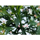 Ausztrál viaszcserje Eriostemon myoporoides P17