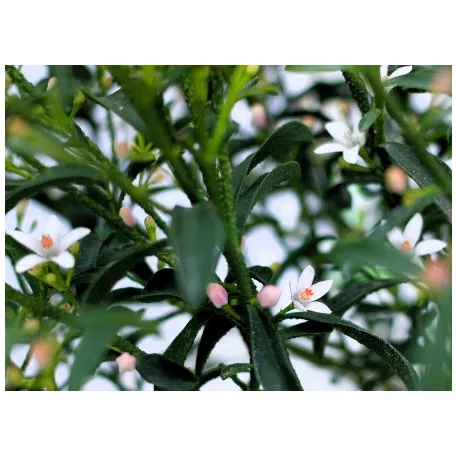 Ausztrál viaszcserje Eriostemon myoporoides P17