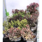 Veronikacserje válogatás Hebe in cultivars P10,5