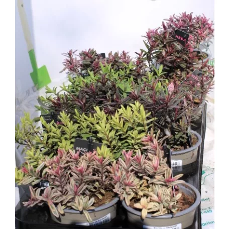 Veronikacserje válogatás Hebe in cultivars P10,5
