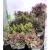 Veronikacserje válogatás Hebe in cultivars P10,5