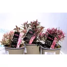 Veronikacserje válogatás Hebe in cultivars P10,5