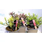 Veronikacserje válogatás Hebe in cultivars P10,5
