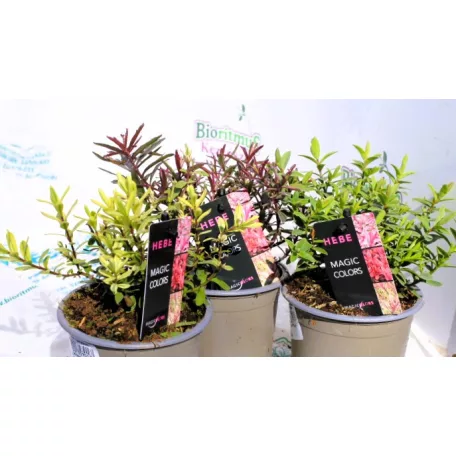 Veronikacserje válogatás Hebe in cultivars P10,5