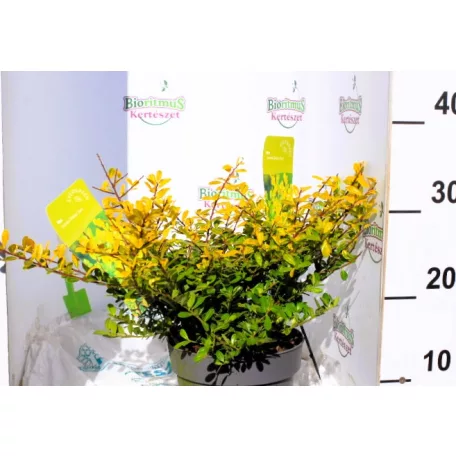 Aprólevelű magyal Ilex cren. Golden Gem C2