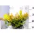 Aprólevelű magyal Ilex cren. Golden Gem C2