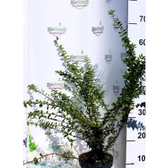   Mirtuszlonc, Terülő mirtuszlonc Lonicera nitida Maigrün P15