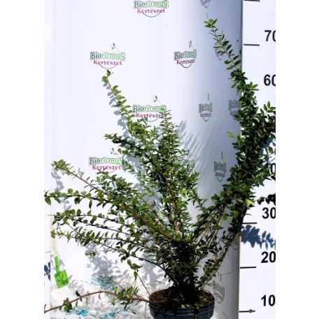 Mirtuszlonc, Terülő mirtuszlonc Lonicera nitida Maigrün P15