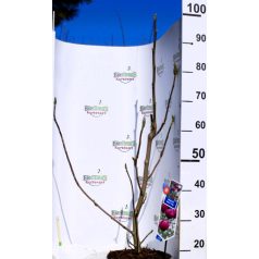   Liliomfa, Sötét bordó virágú liliomfa Magnolia Black Tulip P23