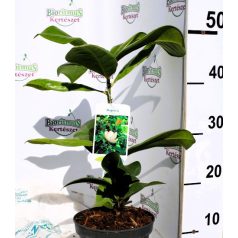   Liliomfa, Örökzöld magnólia / Nagyvirágú liliomfa Magnolia grandiflora P17