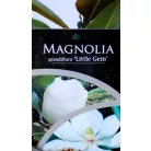 Örökzöld liliomfa törpe növésű Magnolia grand. Little Gem P17