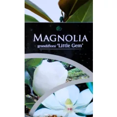   Örökzöld liliomfa törpe növésű Magnolia grand. Little Gem P17