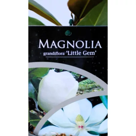 Örökzöld liliomfa törpe növésű Magnolia grand. Little Gem P17