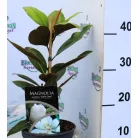 Örökzöld liliomfa törpe növésű Magnolia grand. Little Gem P17