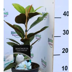   Örökzöld liliomfa törpe növésű Magnolia grand. Little Gem P17