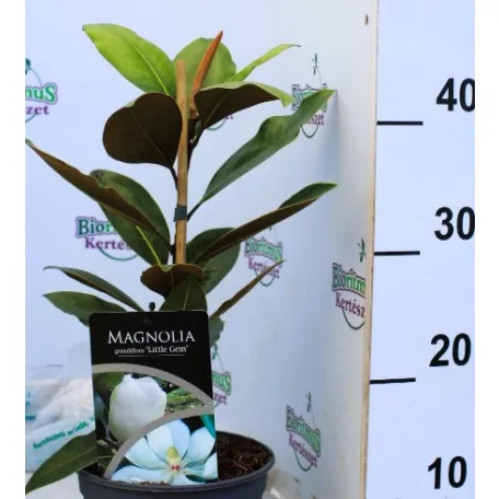 Örökzöld liliomfa törpe növésű Magnolia grand. Little Gem P17