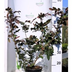 Mahónia, Közönséges mahónia Mahonia aquifolium C3