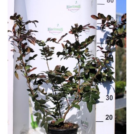 Mahónia, Közönséges mahónia Mahonia aquifolium C3