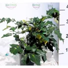 Mahónia, Keleti mahónia Mahonia bealei C3