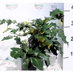 Mahónia, Keleti mahónia Mahonia bealei C3