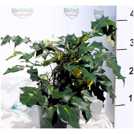 Mahónia, Keleti mahónia Mahonia bealei C3