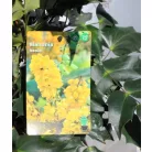 Mahónia, Keleti mahónia Mahonia bealei C3