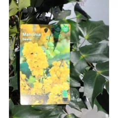 Mahónia, Keleti mahónia Mahonia bealei C3