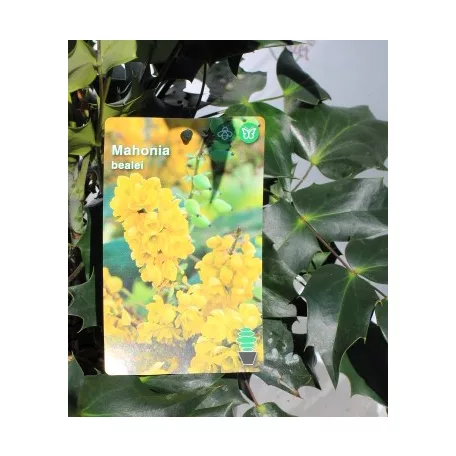 Mahónia, Keleti mahónia Mahonia bealei C3