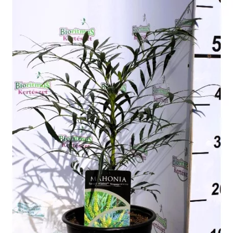 Mahónia, Törpe mahónia / Keskenylevelű mahónia Mahonia eurybracteata Sweet Winter P21