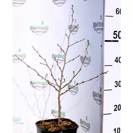 Perzsa varázsfa Parrotia persica V3