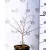 Perzsa varázsfa Parrotia persica V3