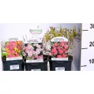 Japán gyöngyvessző válogatás Spiraea japonica V2