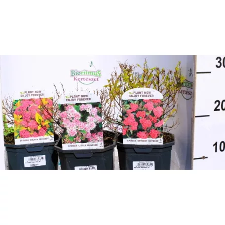 Japán gyöngyvessző válogatás Spiraea japonica V2