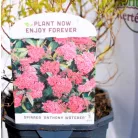 Japán gyöngyvessző válogatás Spiraea japonica V2
