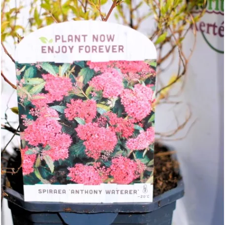 Japán gyöngyvessző válogatás Spiraea japonica V2