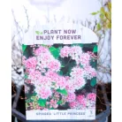 Japán gyöngyvessző válogatás Spiraea japonica V2