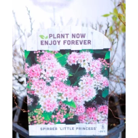 Japán gyöngyvessző válogatás Spiraea japonica V2