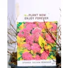 Japán gyöngyvessző válogatás Spiraea japonica V2