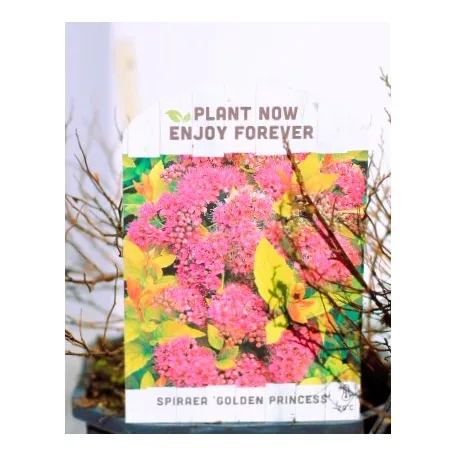 Japán gyöngyvessző válogatás Spiraea japonica V2