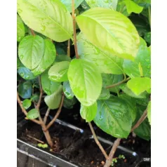 Fekete berkenye Aronia prunifolia Nero Tápkockás