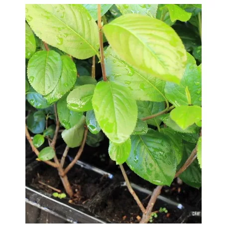 Fekete berkenye Aronia prunifolia Nero Tápkockás